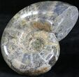 Polished Anapuzosia Ammonite Fossils #25201-3